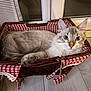 Tigrou participe au concours pour gagner de l'argent avec cette photo : animal, basket, blue_eyes, cat, checkered, cozy, curious, cute, ears, fabric, feline, floor, fur, home, indoor, pet, red_and_white, resting, whiskers, wicker