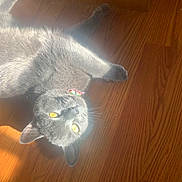 Kratos joined the competition — help win amazing prizes! cat, gray_cat, yellow_eyes, sunlight, wooden_floor, pet, animal, relaxed, lying_down, indoor, fur, whiskers, collar, cute, domestic_cat, mammal, playful, sunbeam, flooring, looking_up