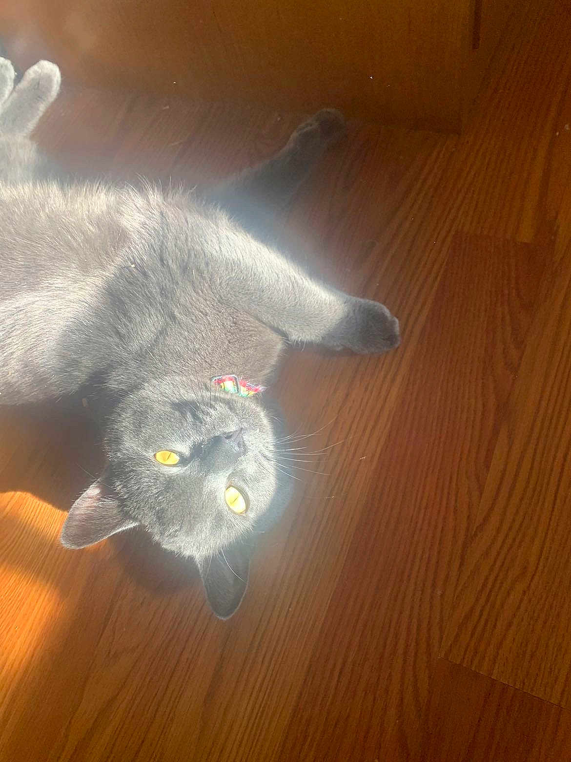 Kratos joined the competition — help win amazing prizes! cat, gray_cat, yellow_eyes, sunlight, wooden_floor, pet, animal, relaxed, lying_down, indoor, fur, whiskers, collar, cute, domestic_cat, mammal, playful, sunbeam, flooring, looking_up