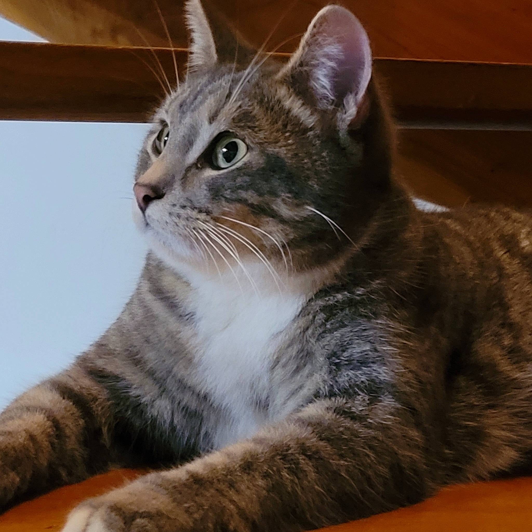 Basile a rejoint le concours — aidez-le/la à gagner de superbes lots ! carnivore, cat, cat_supply, claw, domestic_short_haired_cat, door, eye, felidae, fur, paw, pet_supply, sitting, small_to_medium_sized_cats, snout, tail, terrestrial_animal, whiskers, wildlife, window