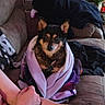 dog, small_dog, black_and_tan, pet, animal, blanket, wrapped, couch, indoors, living_room, portrait, sitting, ears, collar, tag, human_arm, tattoo, furniture, houseplant, cozy