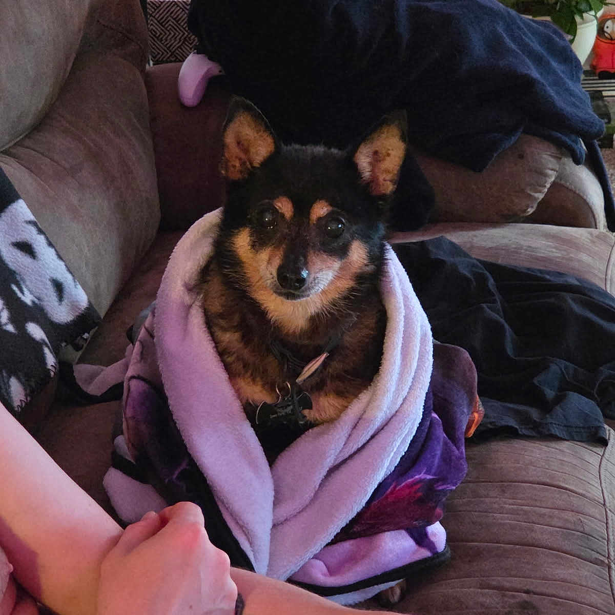 Jaxson is registered to the contest to win money with this photo: dog, small_dog, black_and_tan, pet, animal, blanket, wrapped, couch, indoors, living_room, portrait, sitting, ears, collar, tag, human_arm, tattoo, furniture, houseplant, cozy