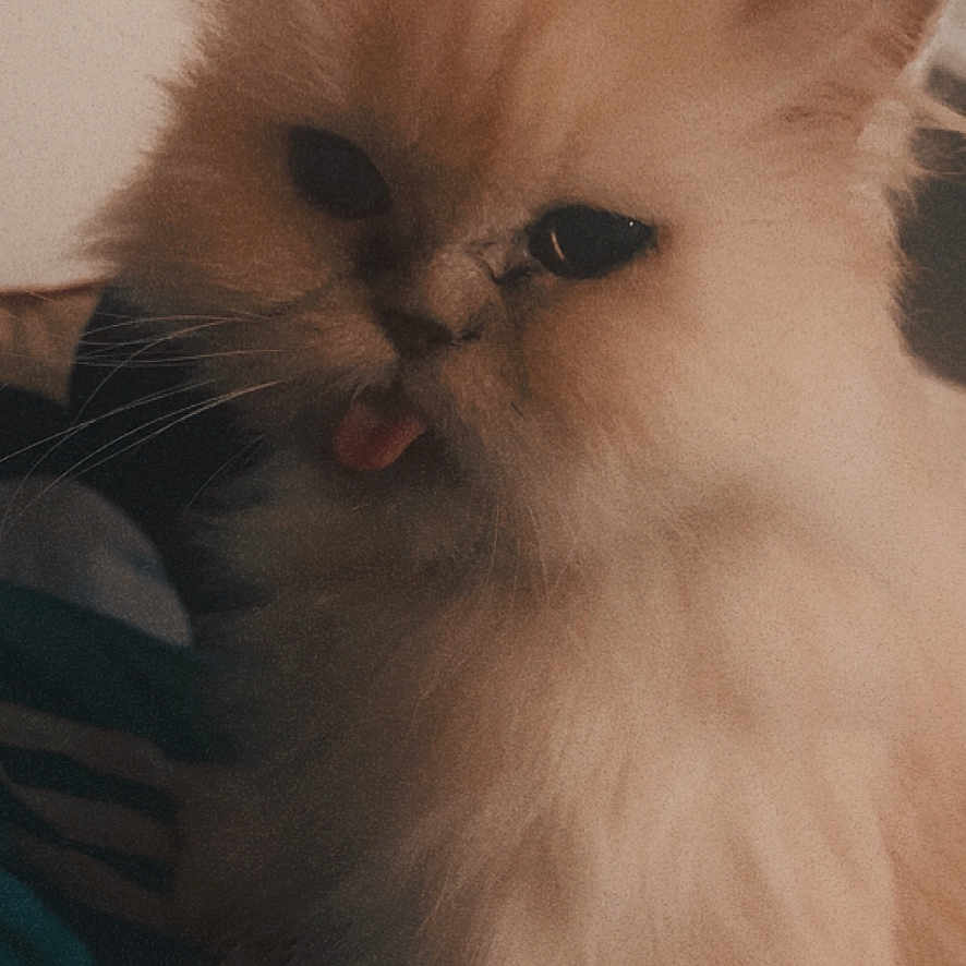 Canelle participe au concours pour gagner de l'argent avec cette photo : angora, animal, bodypart, cat, head, kitten, manx, mouth, person, pet, siamese, snout