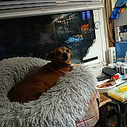 Red is registered to the contest to win money with this photo: dog, pet_bed, window, blinds, indoor, brown_dog, furniture, table, household_items, container, lamp, reflection, carpet, cozy, relaxed, looking_back, collar, small_dog, resting, night