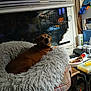 dog, pet_bed, window, blinds, indoor, brown_dog, furniture, table, household_items, container, lamp, reflection, carpet, cozy, relaxed, looking_back, collar, small_dog, resting, night