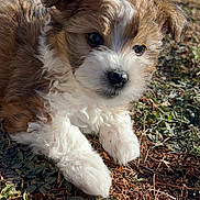 Mar-Lee Haze is registered to the contest to win money with this photo: adorable, animal, brown, closeup, curious, cute, dog, fluffy, fur, grass, ground, nature, outdoor, pet, playful, puppy, small, sunlight, white, young