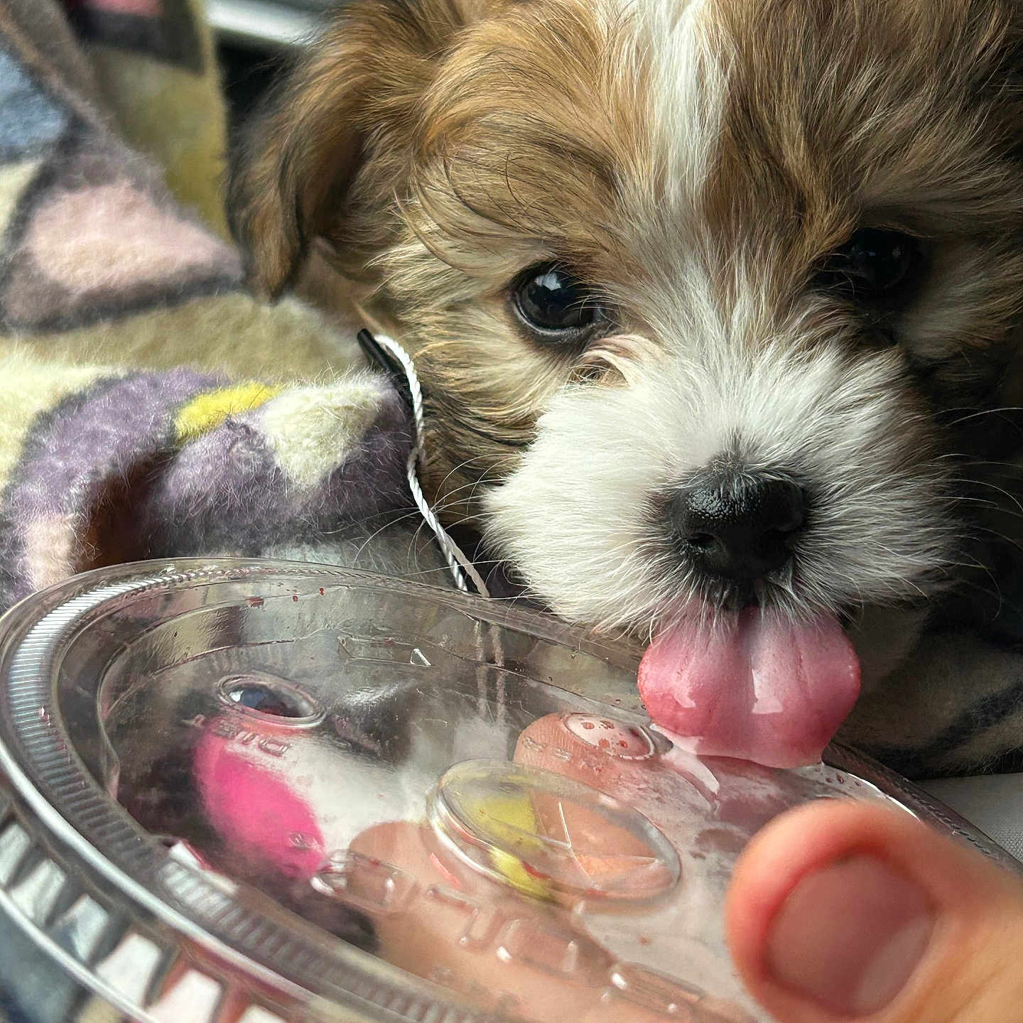 Mar-Lee Haze is registered to the contest to win money with this photo: animal, blanket, close_up, colorful, cute, dog, expression, fluffy, fur, hand, indoor, licking, nose, paw, pet, plastic_lid, puppy, thumb, tongue, young