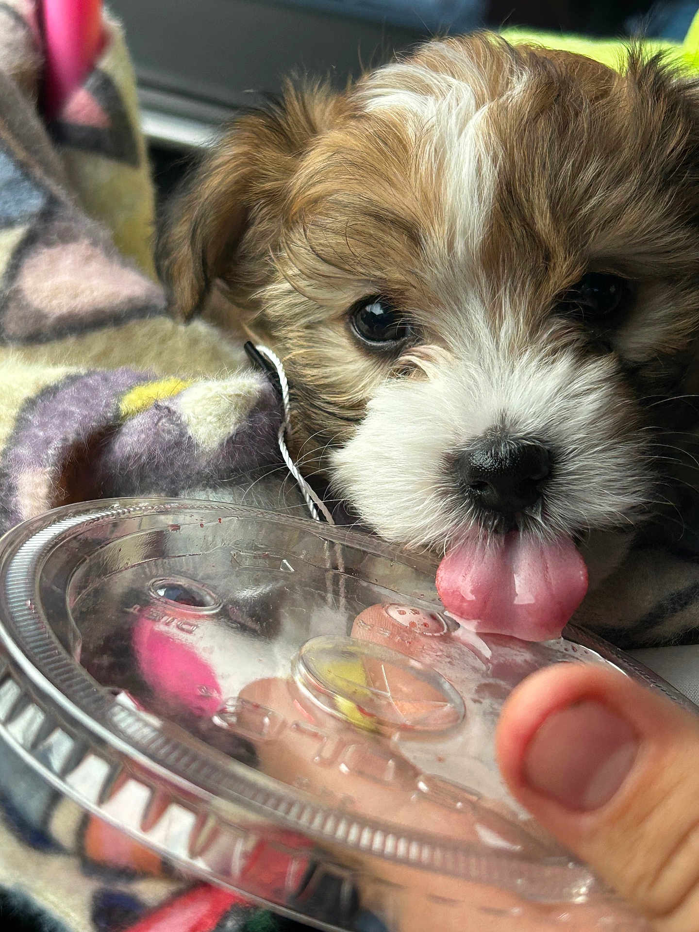 Mar-Lee Haze is registered to the contest to win money with this photo: animal, blanket, close_up, colorful, cute, dog, expression, fluffy, fur, hand, indoor, licking, nose, paw, pet, plastic_lid, puppy, thumb, tongue, young