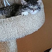 Ernie is registered to the contest to win money with this photo: kitten, cat, sleeping, tabby, pet, cat_bed, cat_tree, whiskers, paw, ears, fur, indoor, cozy, beige_wall, rope, cardboard_box, bag, vertical_photo, soft_texture, nap