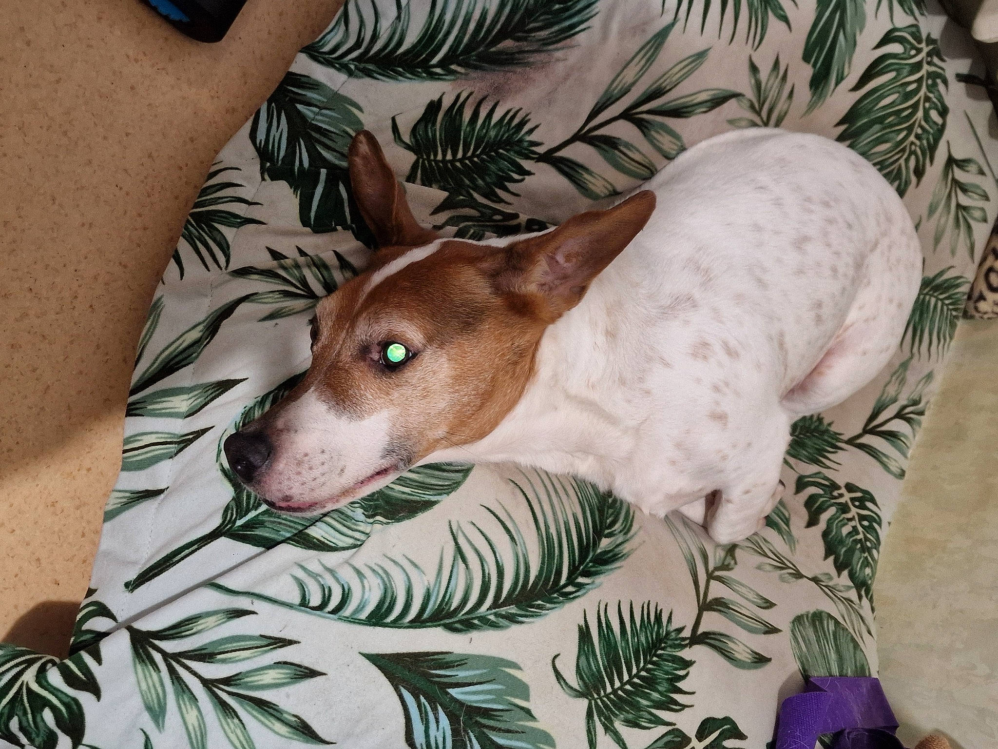 Flash a rejoint le concours — aidez-le/la à gagner de superbes lots ! art, carnivore, comfort, companion_dog, creative_arts, dog, dog_breed, drawing, fawn, human_leg, illustration, linens, painting, pattern, picture_frame, snout, sporting_group, terrestrial_animal, whiskers, working_animal