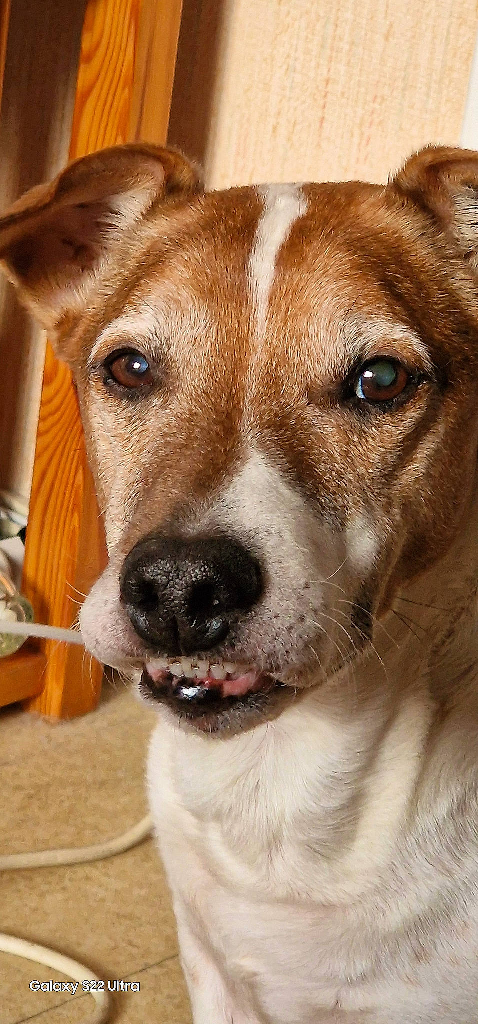 Flash participe au concours pour gagner de l'argent avec cette photo : ancient_dog_breeds, canidae, carnivore, collar, companion_dog, dog, dog_breed, dog_collar, ear, fawn, fur, hunting_dog, pet_supply, photography, snout, sporting_group, terrestrial_animal, whiskers, working_animal, working_dog