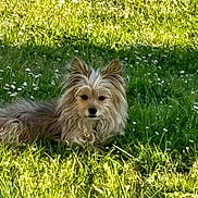 Moka a rejoint le concours — aidez-le/la à gagner de superbes lots ! dog, grass, flower, outdoor, sunlight, greenery, pet, animal, fur, nature, relaxing, canine, small_dog, summer, field, resting, cute, fluffy, wildflowers, daytime