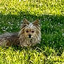 dog, grass, flower, outdoor, sunlight, greenery, pet, animal, fur, nature, relaxing, canine, small_dog, summer, field, resting, cute, fluffy, wildflowers, daytime