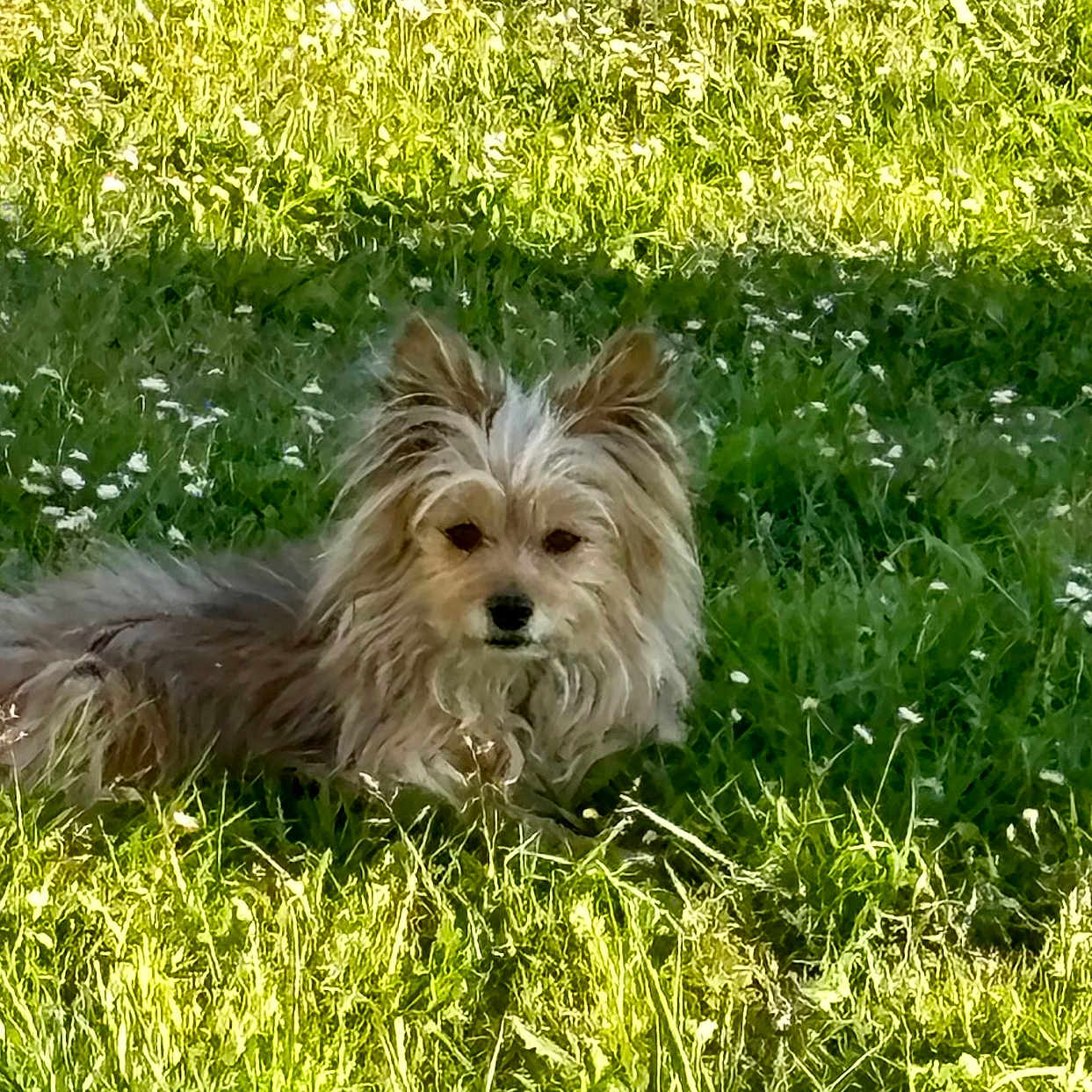 Moka a rejoint le concours — aidez-le/la à gagner de superbes lots ! animal, canine, cute, daytime, dog, field, flower, fluffy, fur, grass, greenery, nature, outdoor, pet, relaxing, resting, small_dog, summer, sunlight, wildflowers