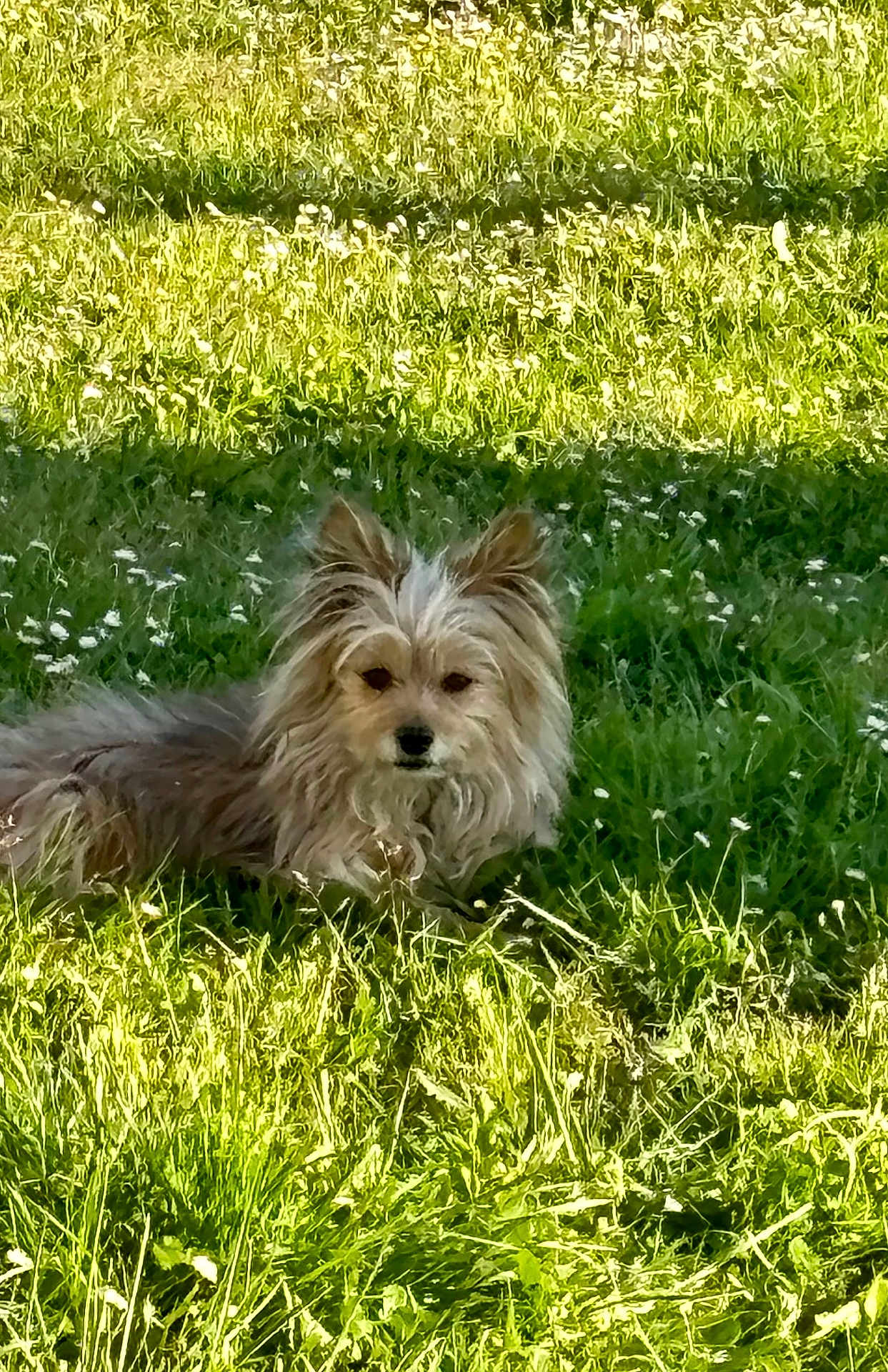 Moka a rejoint le concours — aidez-le/la à gagner de superbes lots ! dog, grass, flower, outdoor, sunlight, greenery, pet, animal, fur, nature, relaxing, canine, small_dog, summer, field, resting, cute, fluffy, wildflowers, daytime