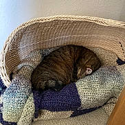 Lucy is registered to the contest to win money with this photo: cat, tabby, sleeping, basket, blanket, knitted, cozy, indoor, pet, feline, curled_up, resting, carpet, home, cute, relaxation, fur, animal, peaceful, quiet