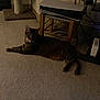 cat, tabby, carpet, floor, cat_tree, wooden_stool, electronic_device, cables, indoor, pet, animal, relaxed, feline, resting, low_light, home, furniture, stretching, quiet, cozy