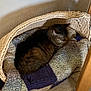 Lucy joined the competition — help win amazing prizes! cat, tabby, basket, blanket, knit, cozy, indoor, sleeping, pet, feline, resting, brown, striped, carpet, wood, furniture, quiet, comfortable, household, relaxed