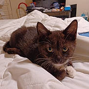 Twinkle is registered to the contest to win money with this photo: animal, bed, blanket, cat, comfort, cozy, cute, domestic, ears, eyes, feline, fur, home, indoor, living_room, pet, resting, soft, tail, whiskers