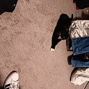 Flash is registered to the contest to win money with this photo: black, carmine, carnivore, comfort, floor, flooring, foot, fur, grey, hardwood, human_leg, leg, photograph, road_surface, shoe, snapshot, sneakers, tints_and_shades, white, wood