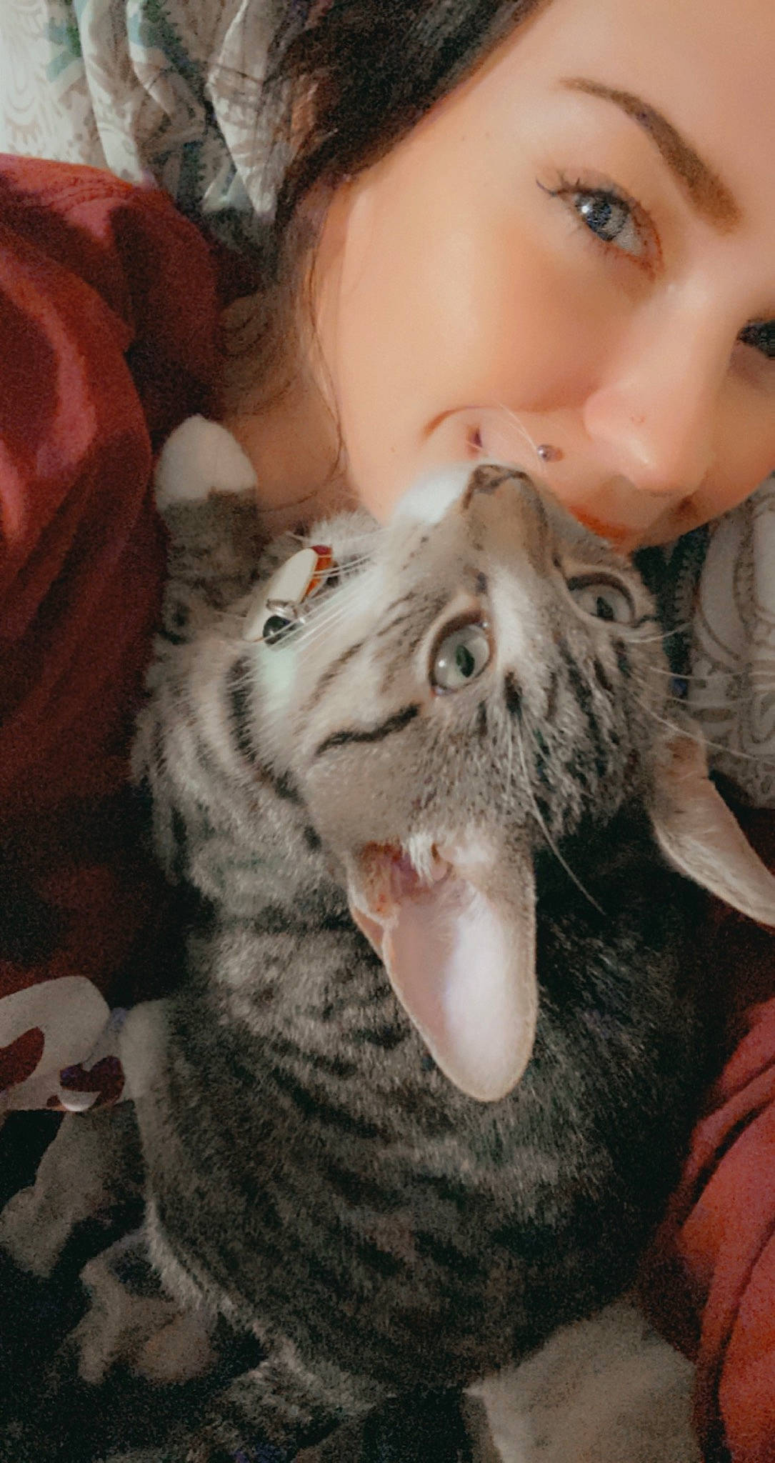 Cisco is registered to the contest to win money with this photo: american_shorthair, carnivore, cat, egyptian_mau, european_shorthair, felidae, fur, mouth, nose, small_to_medium_sized_cats, tabby_cat, whiskers