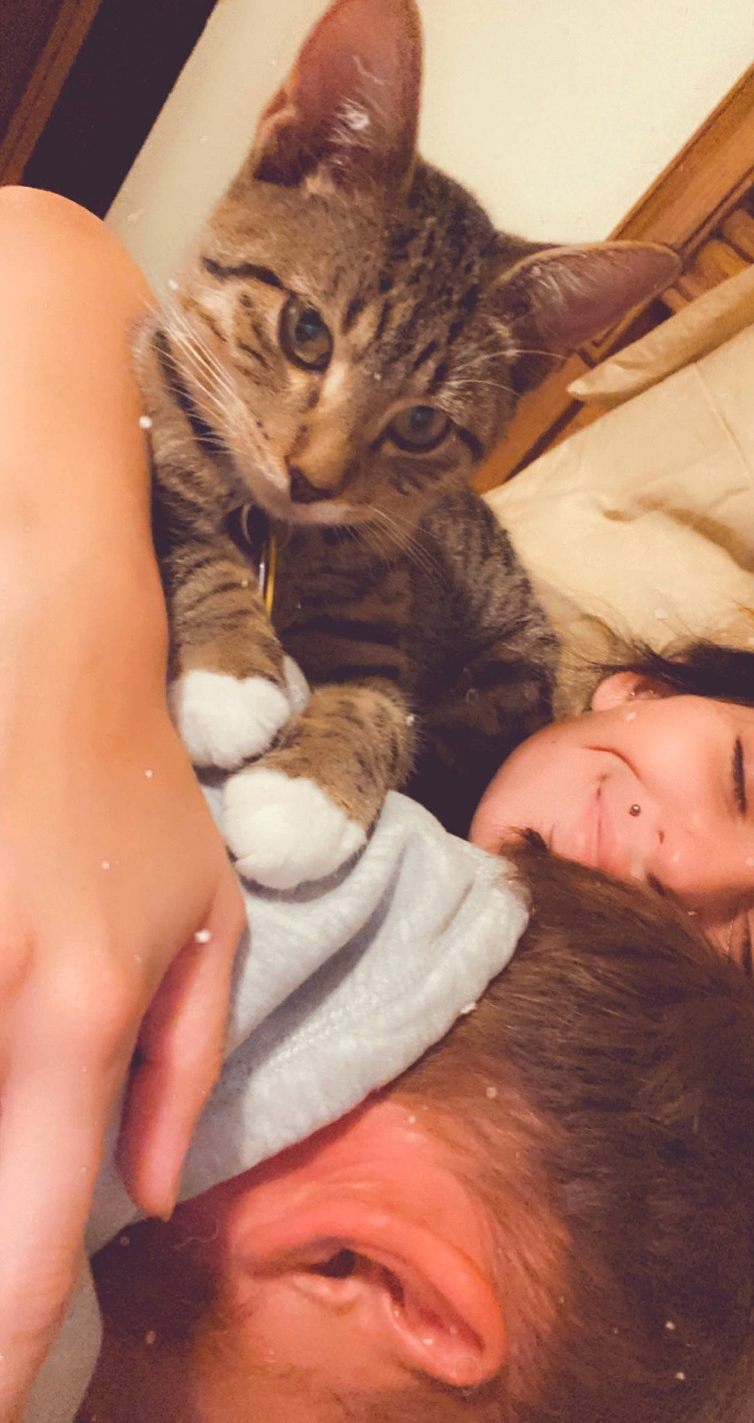 Cisco joined the competition — help win amazing prizes! carnivore, cat, eye, fawn, felidae, fur, kitten, leg, small_to_medium_sized_cats, whiskers