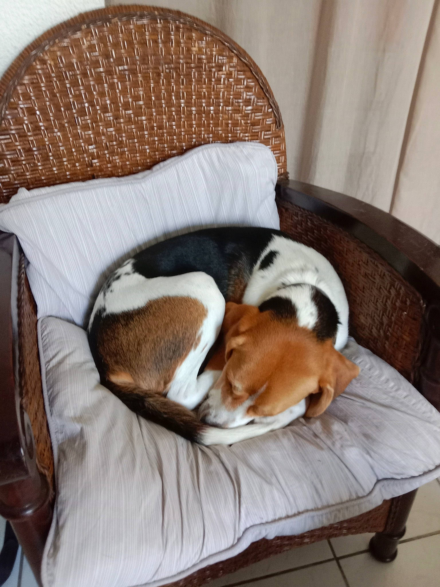 Sao participe au concours pour gagner de l'argent avec cette photo : canidae, carnivore, comfort, companion_dog, dog, dog_bed, dog_breed, dog_supply, fawn, fur, furniture, hardwood, hound, linens, nap, pet_supply, scent_hound, sporting_group, tail, wood