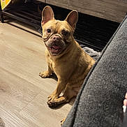 Nela is registered to the contest to win money with this photo: blanket, bottle_label, couch, cup, dog, ears, french_bulldog, furniture, happy, indoor, pet, portrait, pumpkin_tumbler, shelf, sitting, smiling, table, tongue, water_bottle, wood_floor
