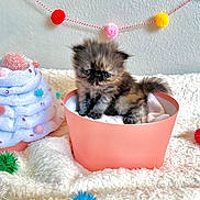 Stormy joined the competition — help win amazing prizes! adorable, animal, blanket, cat, colorful, container, cozy, cute, decorations, fluffy, furry, indoor, kitten, pet, playful, pom_poms, small, soft, yarn, young