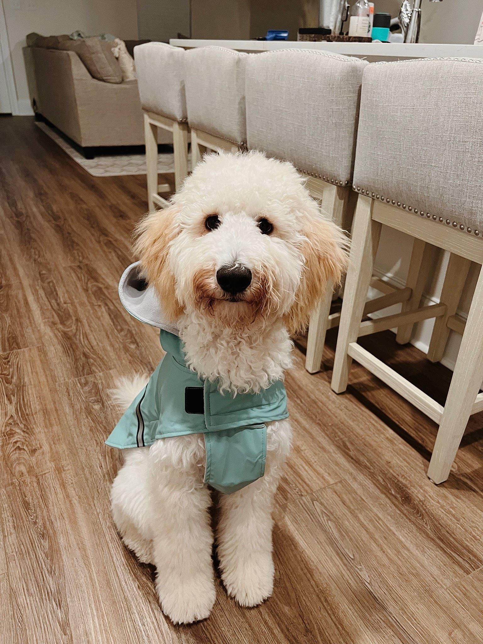 Jett joined the competition — help win amazing prizes! carnivore, chair, collar, companion_dog, dog, dog_breed, dog_clothes, dog_collar, dog_supply, flooring, fur, hardwood, laminate_flooring, pet_supply, small_terrier, snout, terrier, toy_dog, wood, wood_flooring