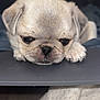 adorable, animal, blanket, closeup, cute, dog, expression, face, fur, fur_texture, indoor, nose, paw, pet, pug, puppy, resting, sleepy, small, young