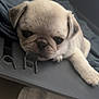 Akira participe au concours pour gagner de l'argent avec cette photo : adorable, animal, blanket, closeup, cozy, cute, dog, domestic_animal, ears, face, fur, indoor, lying_down, pet, pug, puppy, resting, sleepy, snout, young