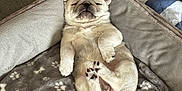 Akira participe au concours pour gagner de l'argent avec cette photo : adorable, animal, bed, blanket, canine, comfortable, cozy, cute, dog, fur, indoors, paw, pet, pug, puppy, resting, sleeping, small, tail, young