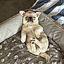 adorable, animal, bed, blanket, canine, comfortable, cozy, cute, dog, fur, indoors, paw, pet, pug, puppy, resting, sleeping, small, tail, young