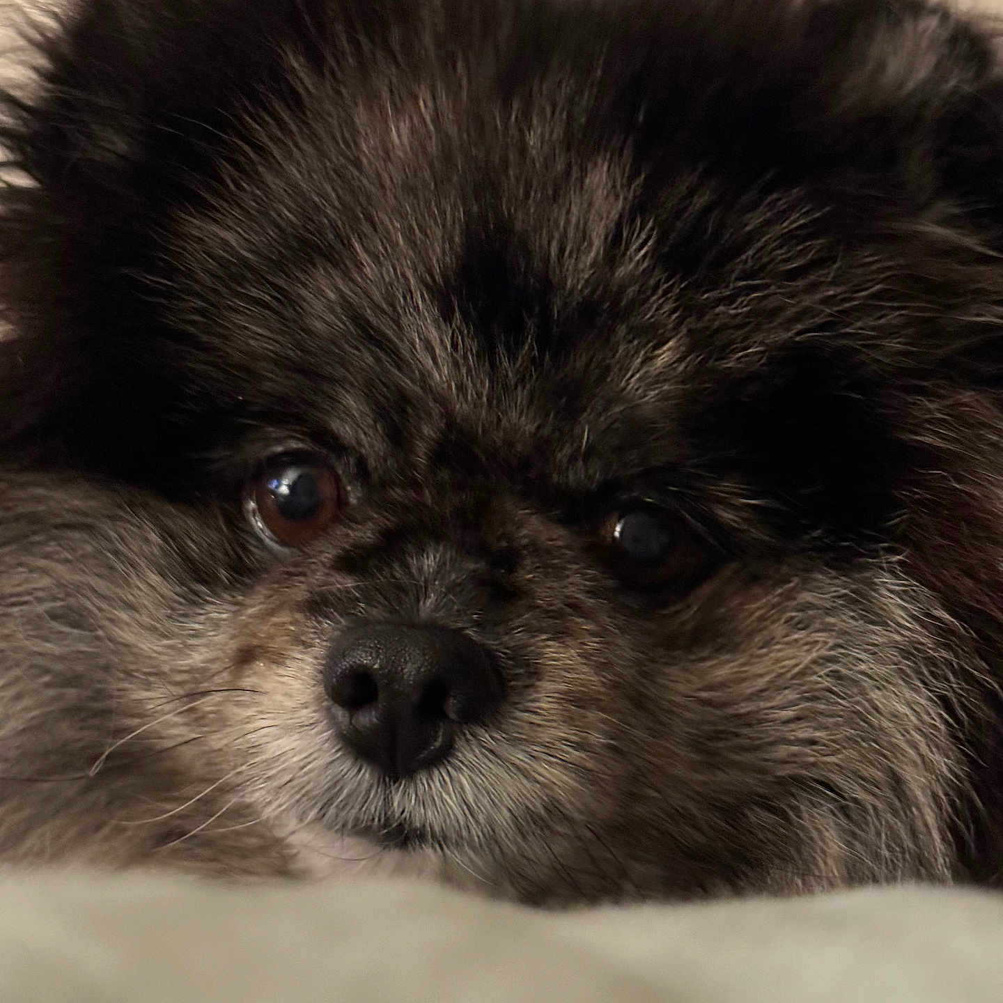 Willow