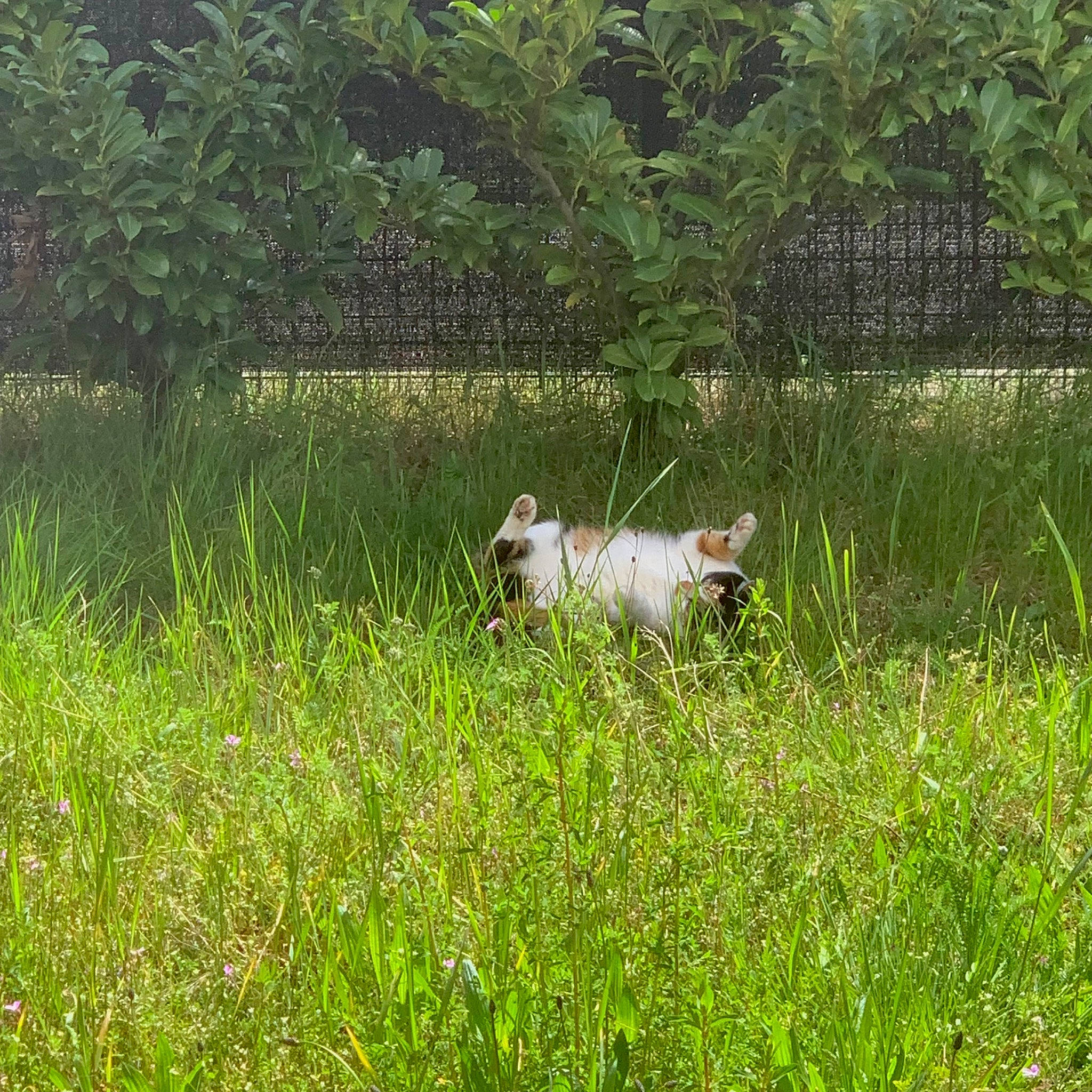 Daisy participe au concours pour gagner de l'argent avec cette photo : dog_breed, fawn, field, grass, grassland, grazing, groundcover, land_lot, landscape, livestock, meadow, natural_landscape, pasture, plant, prairie, shrub, sporting_group, terrestrial_animal, tree, working_animal