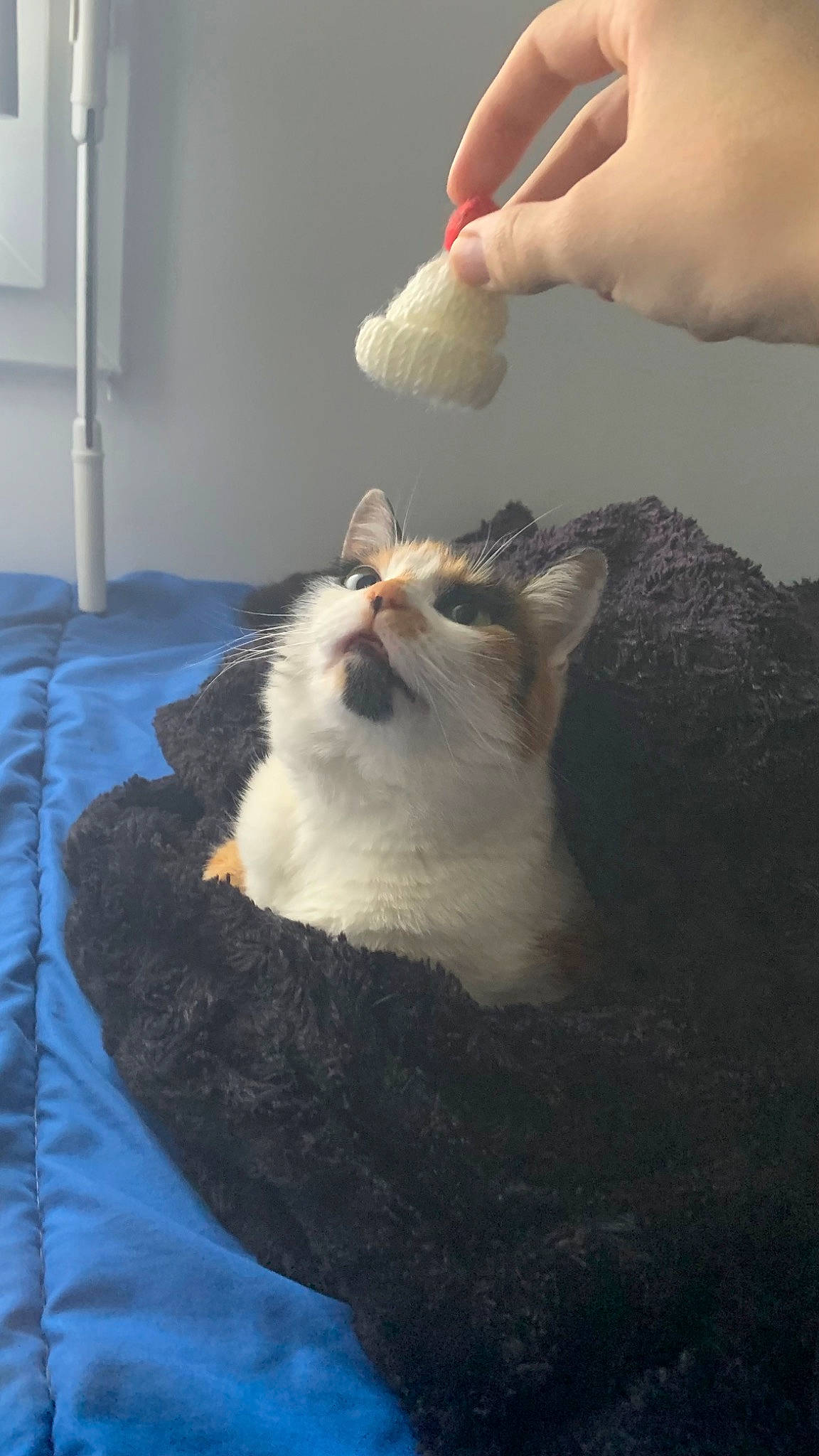 Daisy participe au concours pour gagner de l'argent avec cette photo : carnivore, cat, comfort, comfort_food, companion_dog, domestic_short_haired_cat, felidae, fur, gesture, nail, paw, small_to_medium_sized_cats, tail, whiskers