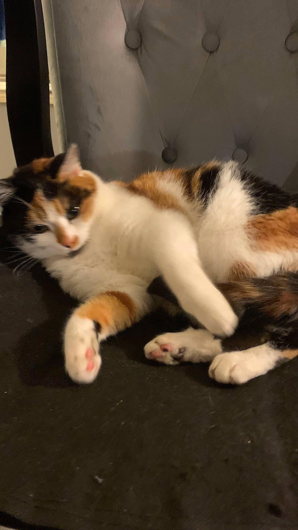 Daisy participe au concours pour gagner de l'argent avec cette photo : carnivore, cat, claw, comfort, domestic_short_haired_cat, felidae, flooring, foot, fur, human_leg, mammal, nap, paw, sitting, small_to_medium_sized_cats, snout, tail, terrestrial_animal, whiskers, wood