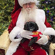Lillie May is registered to the contest to win money with this photo: beard, celebration, chair, christmas_tree, costume, decorations, dog, festive, glasses, gloves, holiday, indoor, lights, pet, portrait, red_clothing, santa_claus, seasonal, smiling, white_fur_trim