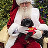 beard, celebration, chair, christmas_tree, costume, decorations, dog, festive, glasses, gloves, holiday, indoor, lights, pet, portrait, red_clothing, santa_claus, seasonal, smiling, white_fur_trim