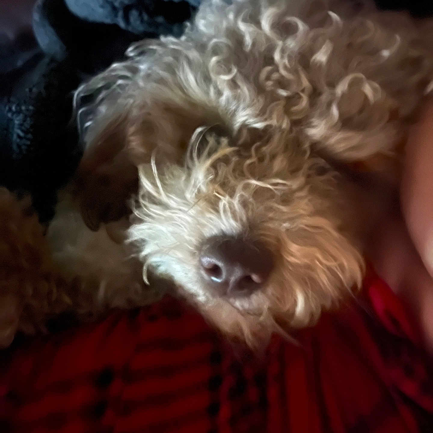 Teddy joined the competition — help win amazing prizes! animal, black, blanket, close_up, comfort, companion, cozy, curly_fur, cute, dog, fur, indoor, nose, pet, red, resting, sleepy, soft_light, texture, warm