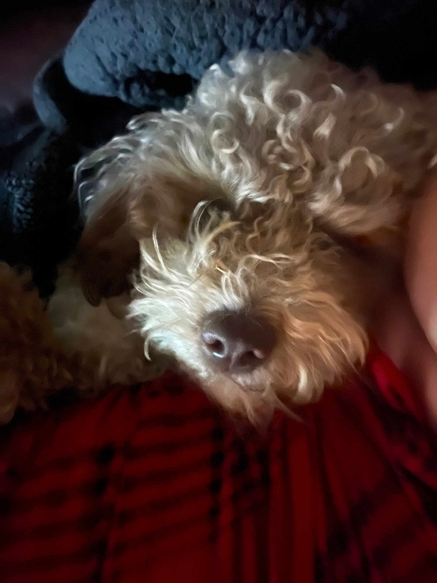 Teddy joined the competition — help win amazing prizes! dog, curly_fur, close_up, resting, blanket, red, black, nose, fur, cozy, pet, animal, indoor, soft_light, texture, sleepy, comfort, warm, cute, companion