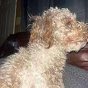 Teddy is registered to the contest to win money with this photo: dog, curly_fur, indoor, blanket, couch, fur, pet, side_profile, close_up, brown, white, animal, domestic_animal, relaxing, furniture, home, comfort, canine, curly, portrait