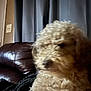 Teddy joined the competition — help win amazing prizes! dog, curly_fur, indoor, couch, leather, blanket, curtains, pet, furry, brown, cozy, home, animal, relaxing, blurred, fuzzy, companion, living_room, soft, domestic