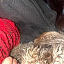 Teddy is registered to the contest to win money with this photo: dog, curly_hair, red_fabric, blanket, couch, hand, indoor, blur, close_up, furry, pet, resting, texture, soft, brown, black_spots, animal, fur, cozy, home