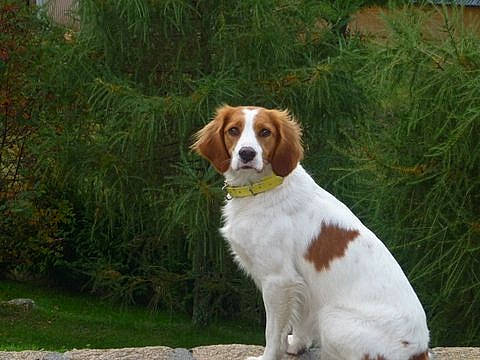 Emy participe au concours pour gagner de l'argent avec cette photo : ancient_dog_breeds, ball, beaglier, canidae, carnivore, companion_dog, dog, dog_breed, fawn, grass, hound, hunting_dog, liver, plant, road_surface, sporting_group, tail, terrestrial_animal, working_dog