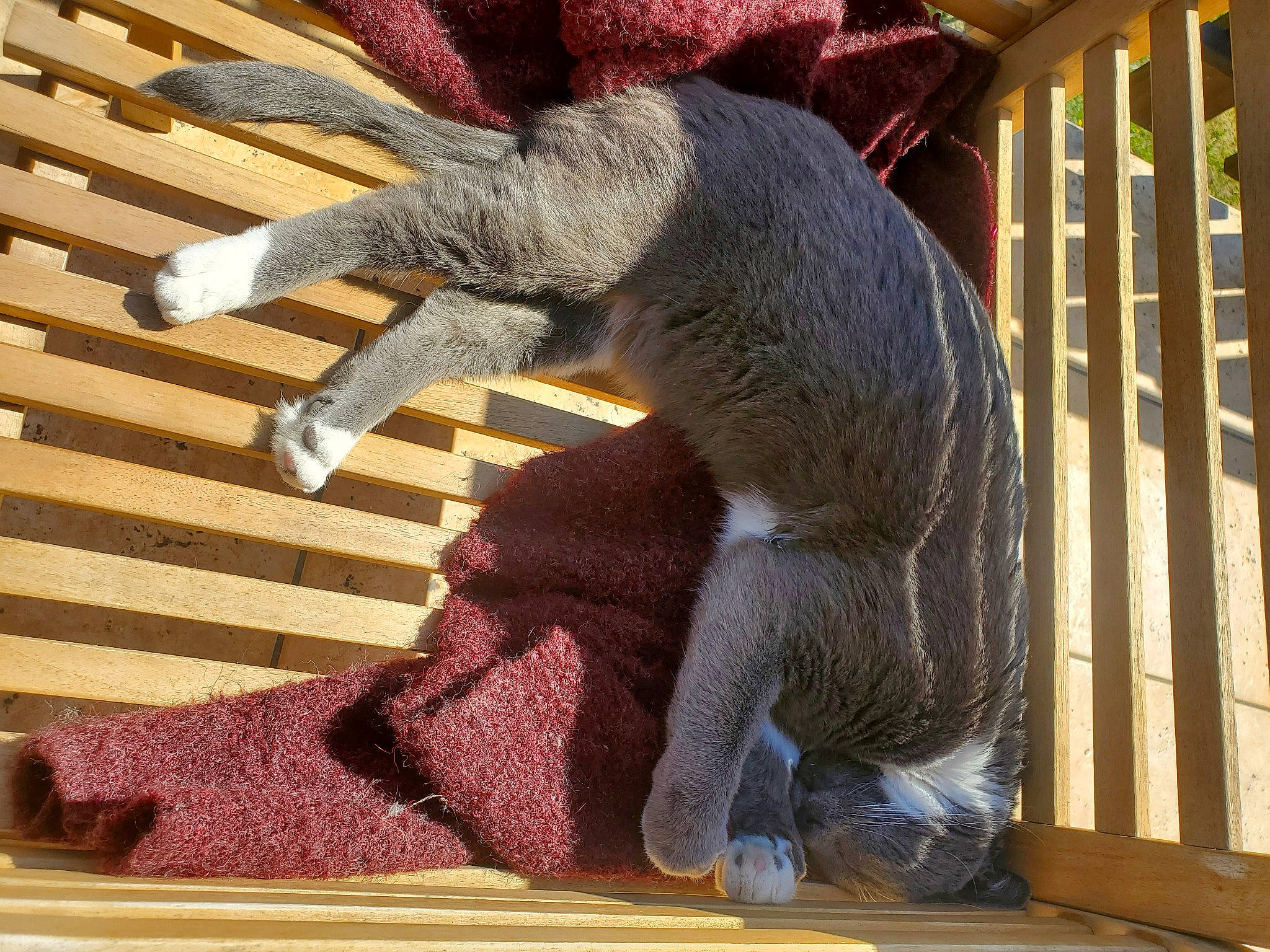 Bojack participe au concours pour gagner de l'argent avec cette photo : carmine, claw, comfort, fawn, felidae, foot, fur, human_leg, koala, marsupial, paw, small_to_medium_sized_cats, snout, stuffed_toy, tail, terrestrial_animal, thigh, whiskers, wood, wool