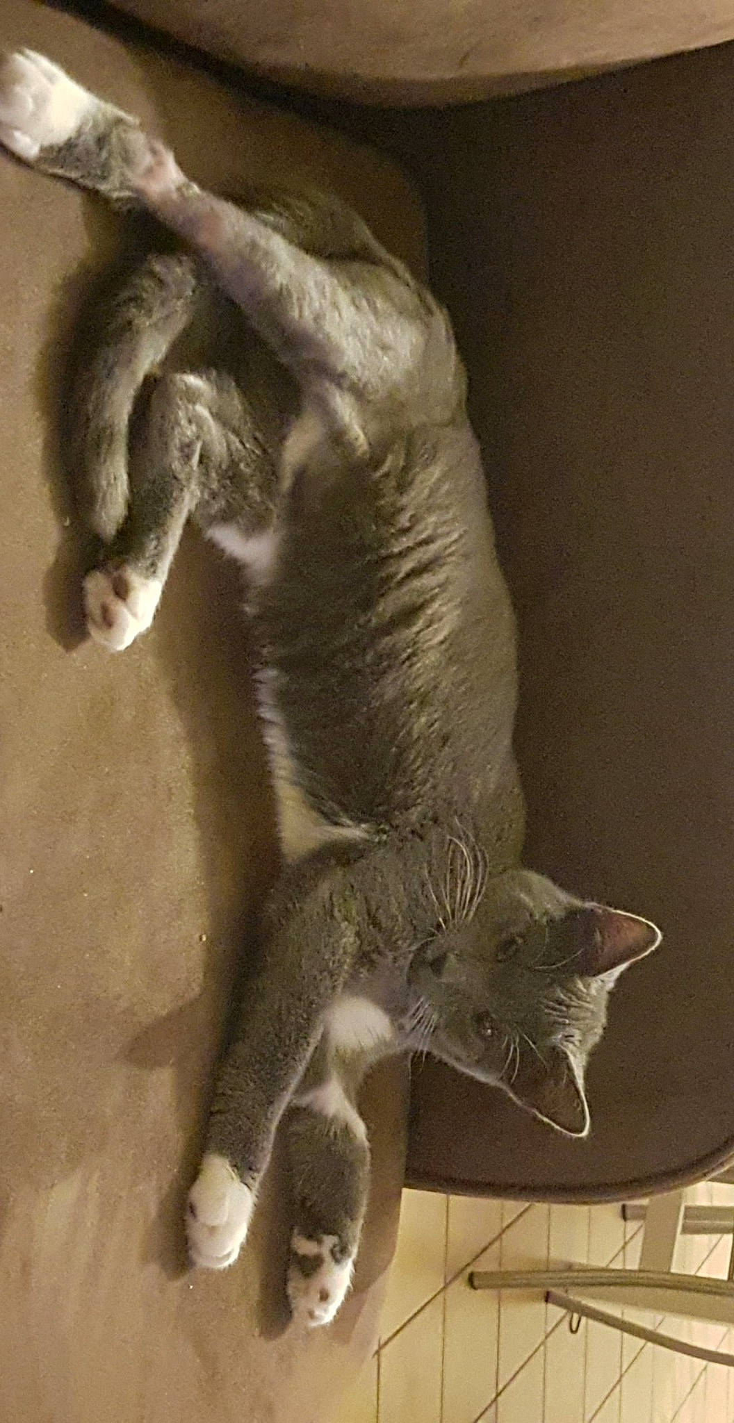 Bojack participe au concours pour gagner de l'argent avec cette photo : art, artifact, carnivore, cat, claw, domestic_short_haired_cat, felidae, foot, fur, gesture, grey, monochrome, paw, small_to_medium_sized_cats, snout, still_life_photography, tail, terrestrial_animal, visual_arts, whiskers