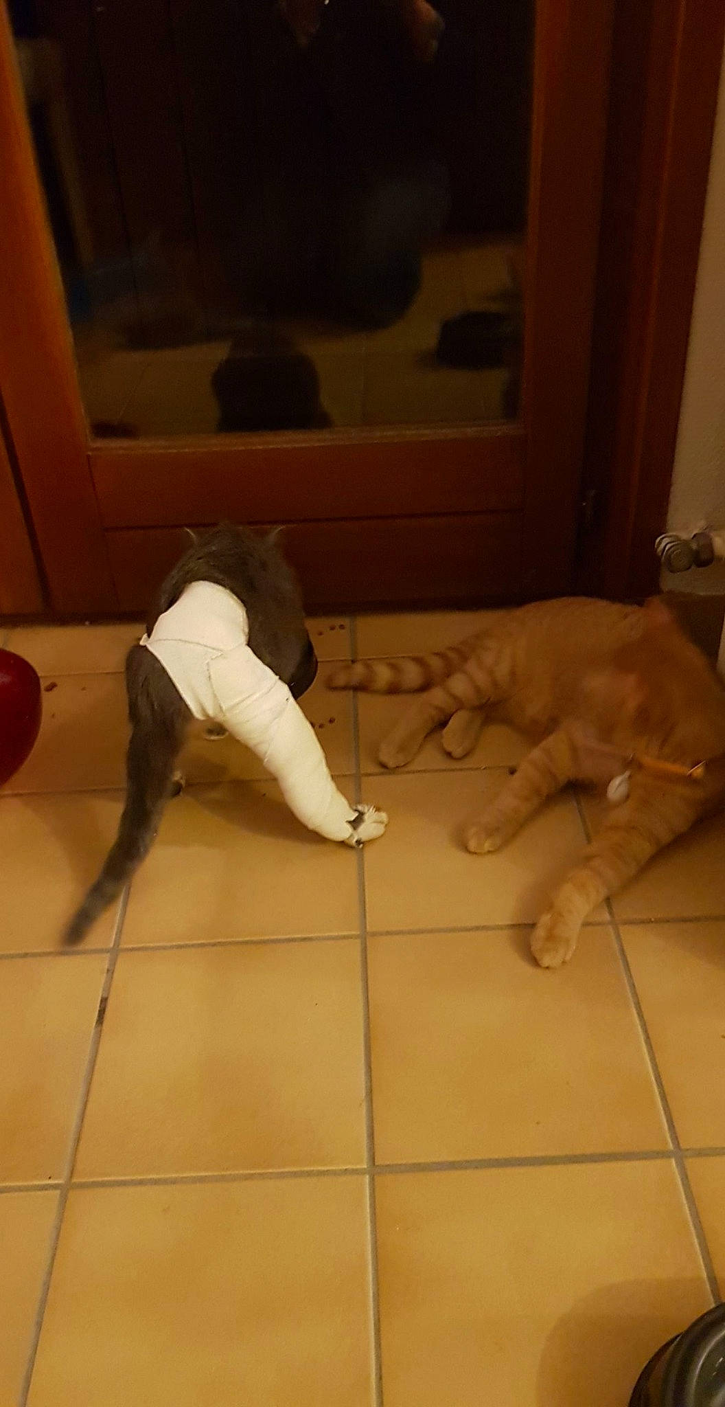 Bojack a rejoint le concours — aidez-le/la à gagner de superbes lots ! barefoot, comfort, companion_dog, fawn, floor, flooring, foot, hardwood, human_body, human_leg, knee, laminate_flooring, leg, picture_frame, sportswear, tail, thigh, trunk, wood, wood_flooring