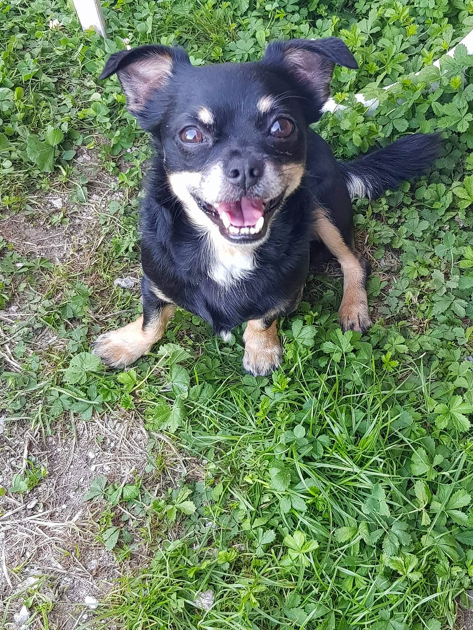Léon a rejoint le concours — aidez-le/la à gagner de superbes lots ! canidae, carlin_pinscher, carnivore, companion_dog, dog, dog_breed, fawn, grass, groundcover, non_sporting_group, paw, plant, snout, sporting_group, tail, terrestrial_animal, whiskers, working_animal, working_dog